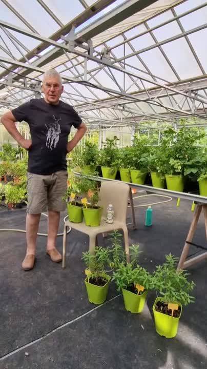 L'urine, l'or du jardin ?