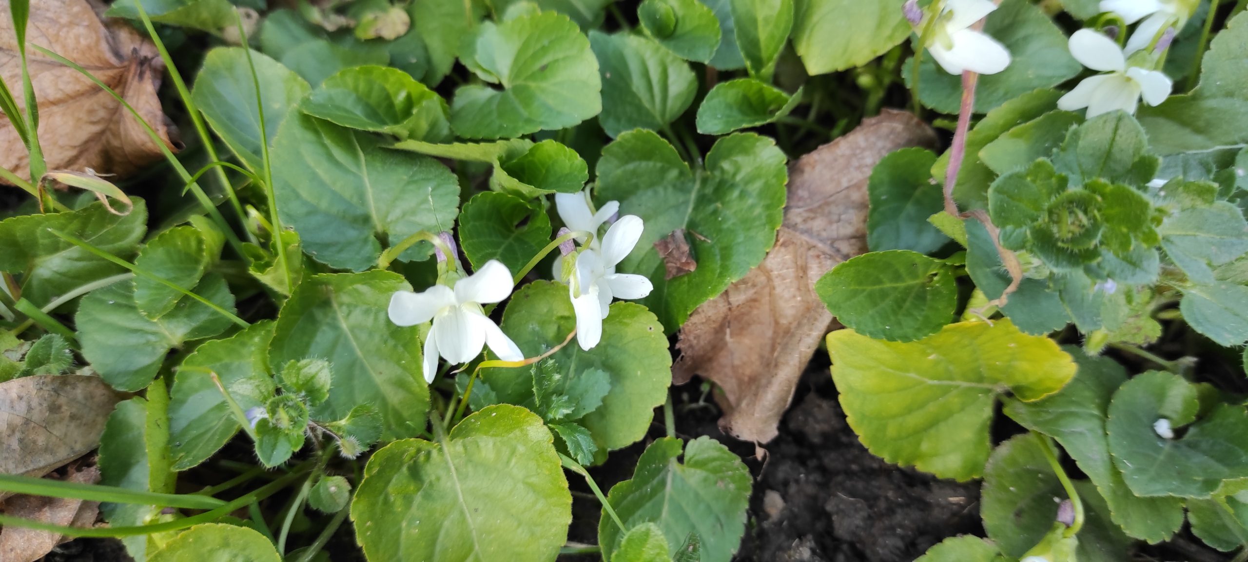 Les secrets des plantes