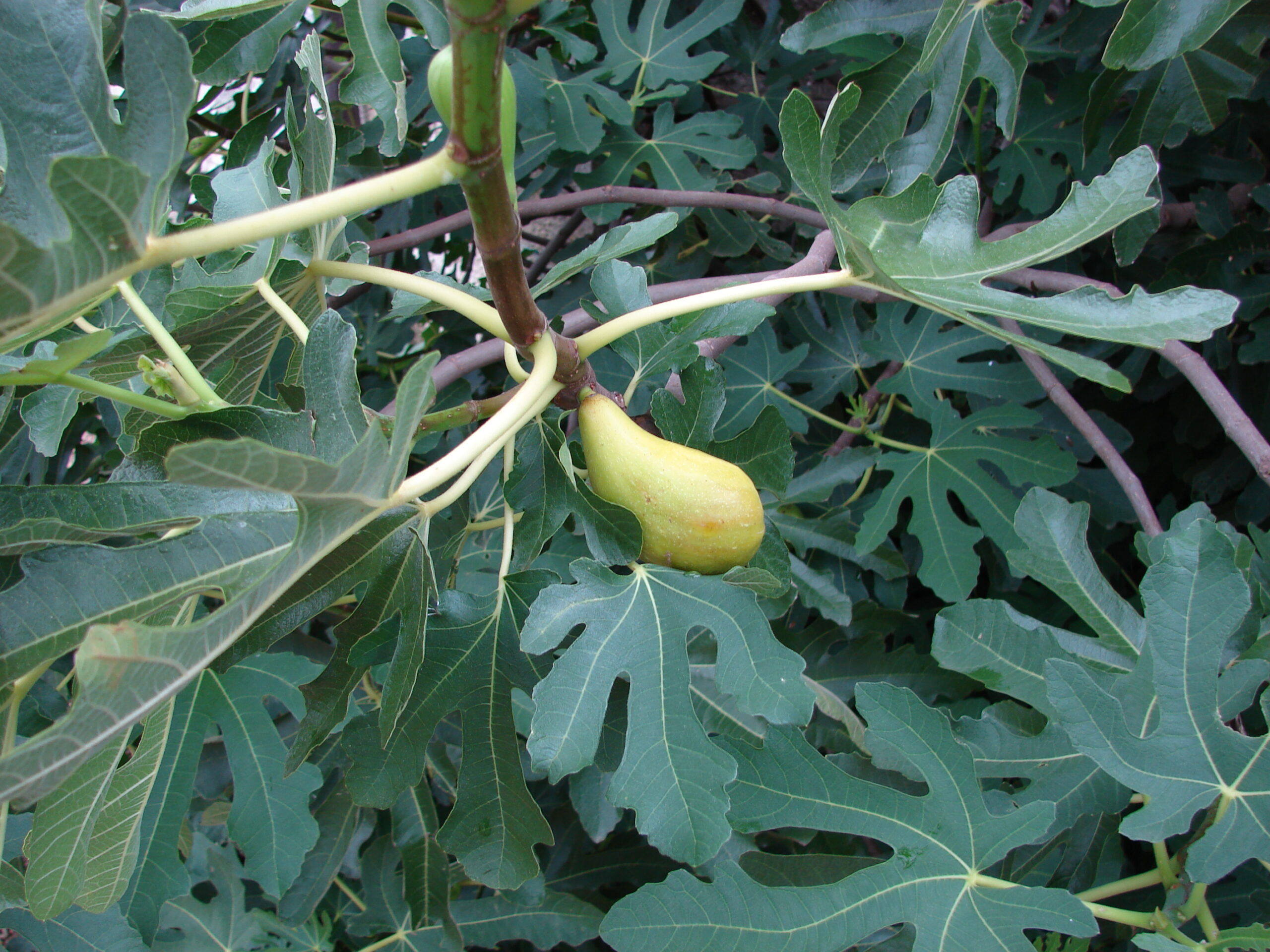 LE CLOS DE LA PAYANNE Logo
