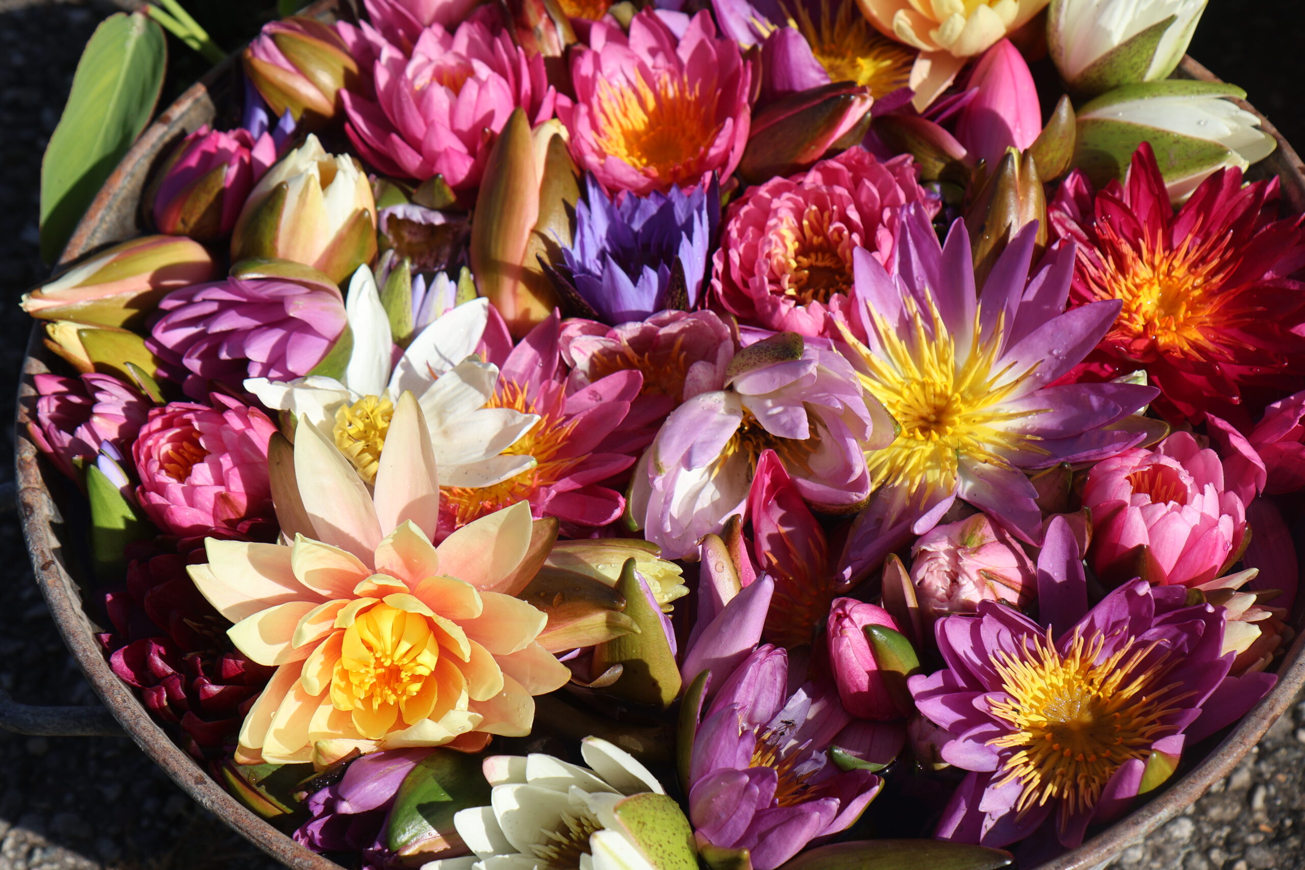 LES FILLES DE L&rsquo;EAU Logo