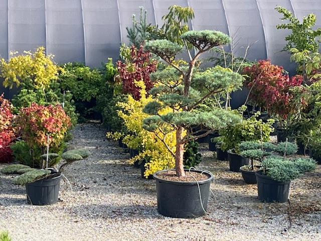 PÉPINIÈRE LAURENT BERGER Logo