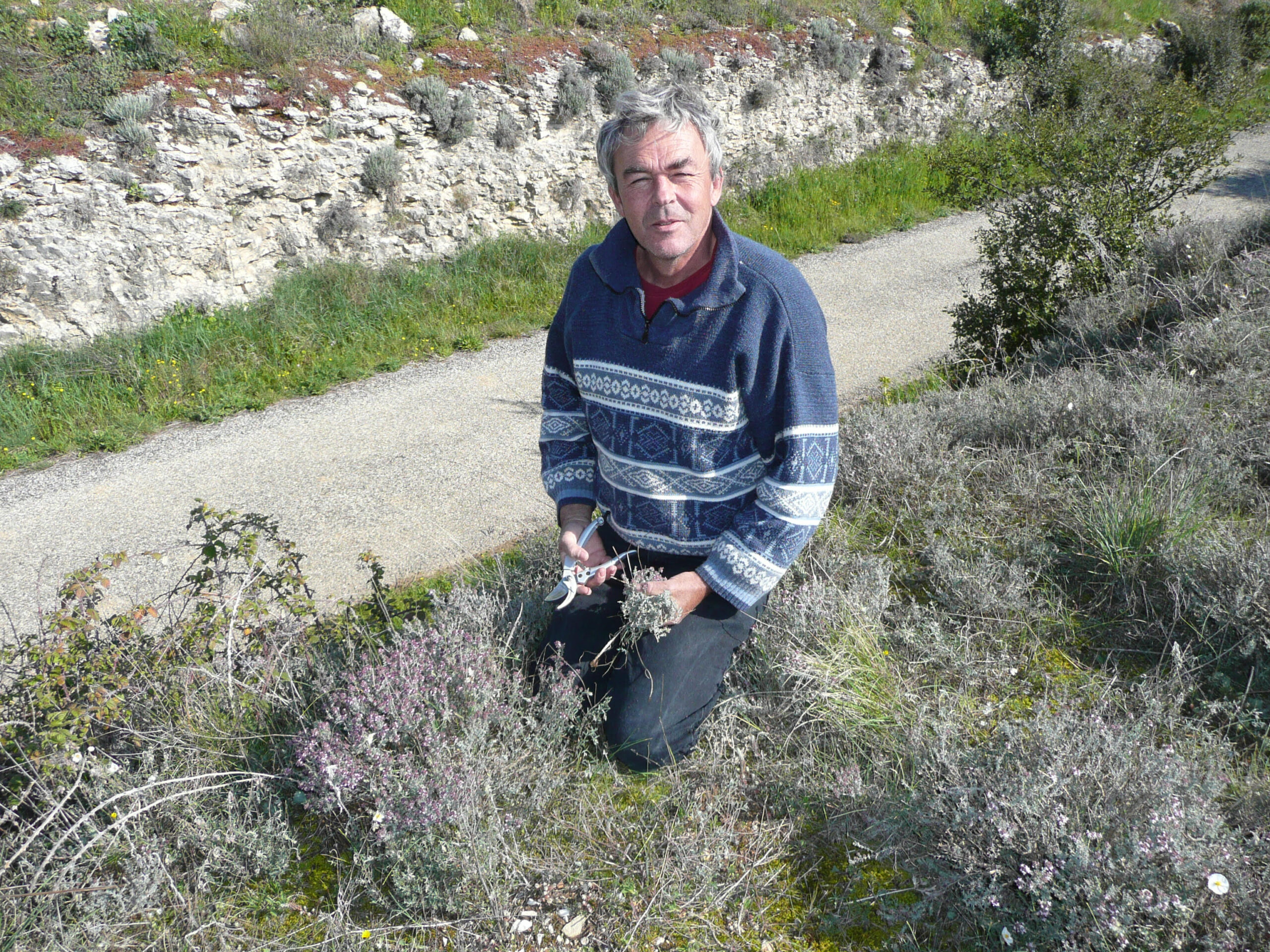 SIROPS DE PLANTES Logo