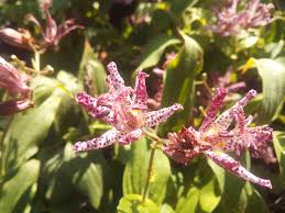 LE JARDIN D&rsquo;ARCLUSAZ Logo