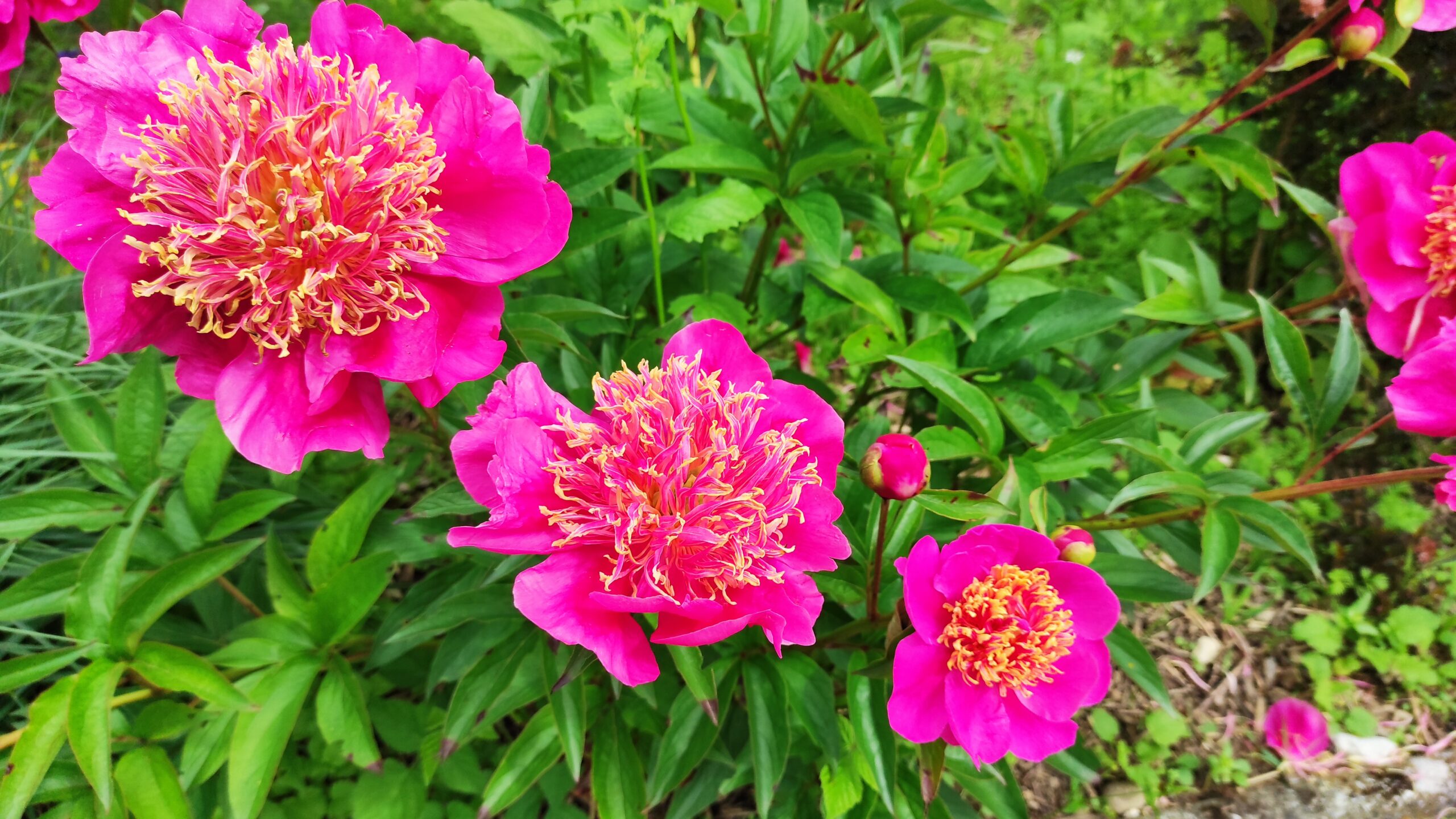 LES PIVOINES DE NICOLAS Logo