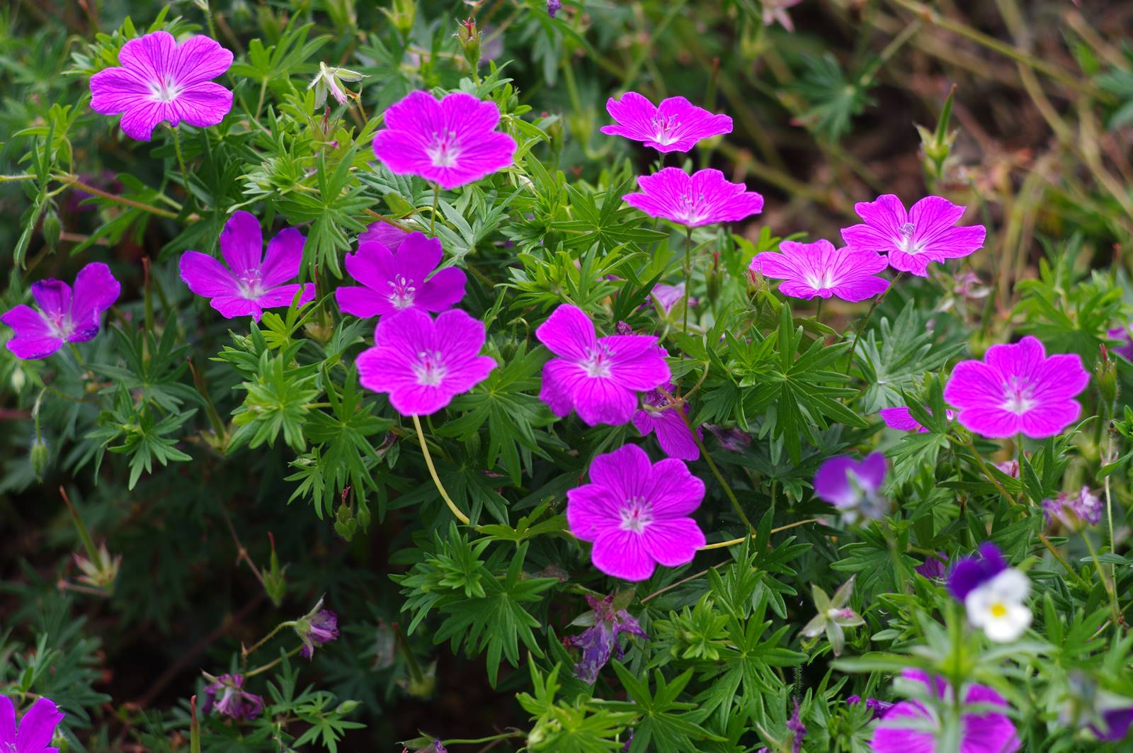 LES JARDINS DU VAL D’ALLIER Logo