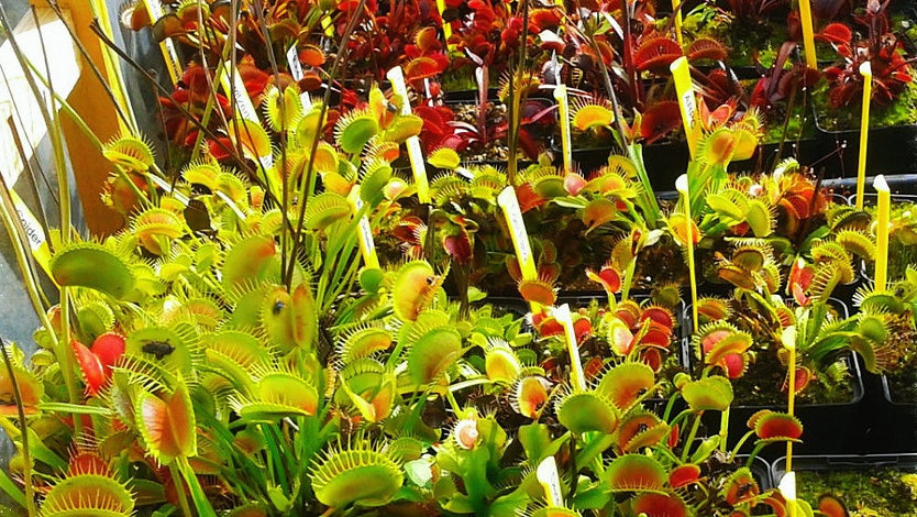 VERTIGE CARNIVORES Logo